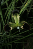 Iris tuberosa RCP1-08 010.jpg